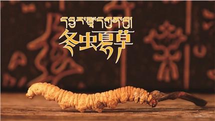那曲新鮮冬蟲夏草什么時(shí)候采挖？